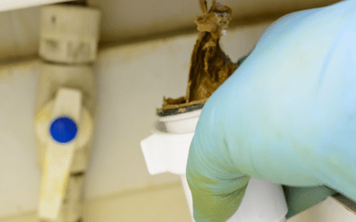 5 Warning Signs Your Drains Need a Cleaning