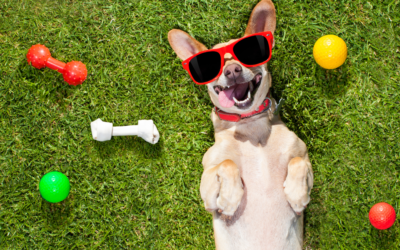 Unleashing Fun at Doghouse Drinkery Dog Park in Leander Texas